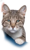 miau_mobile